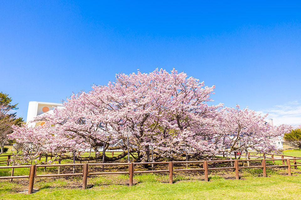 野付の千島桜　春のおすすめフォト1