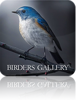 Birders Gallery