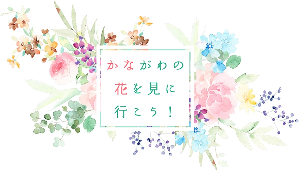 神奈川県公式観光サイト「かながわの花を見に行こう！」