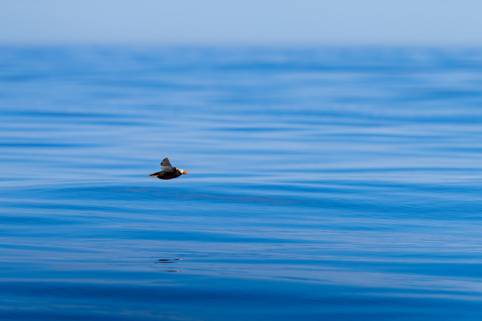 「地球探索鉄道 花咲線 世界的絶景を目撃する旅　─ presented by北海道 根室市 ─」