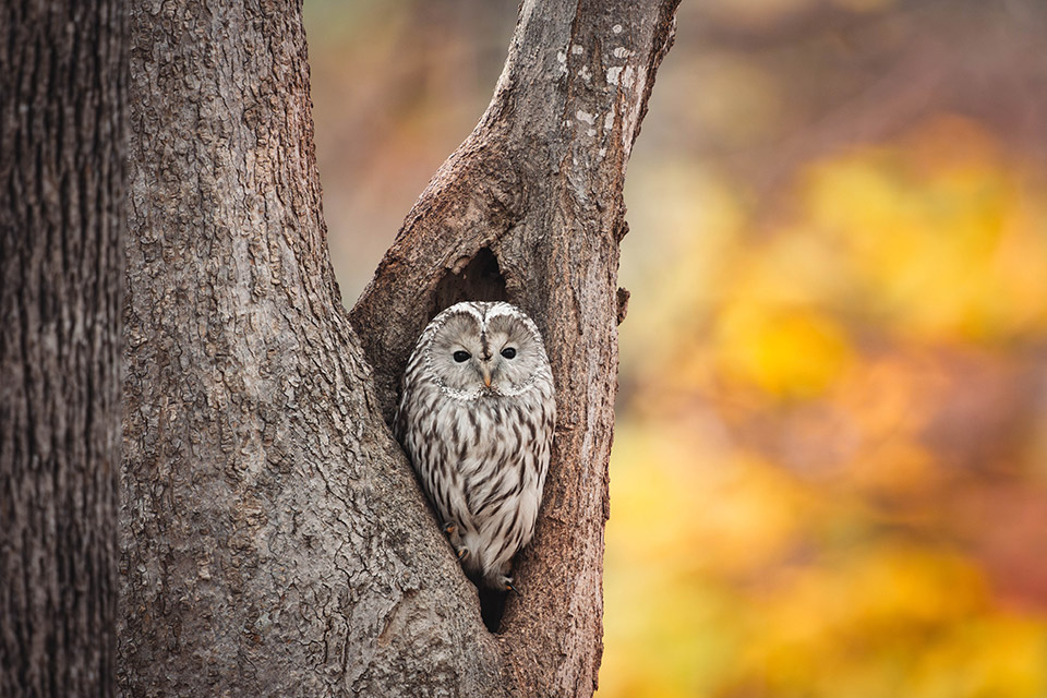 「オクルヒガシカワ」東川町・ひがしかわ観光協会