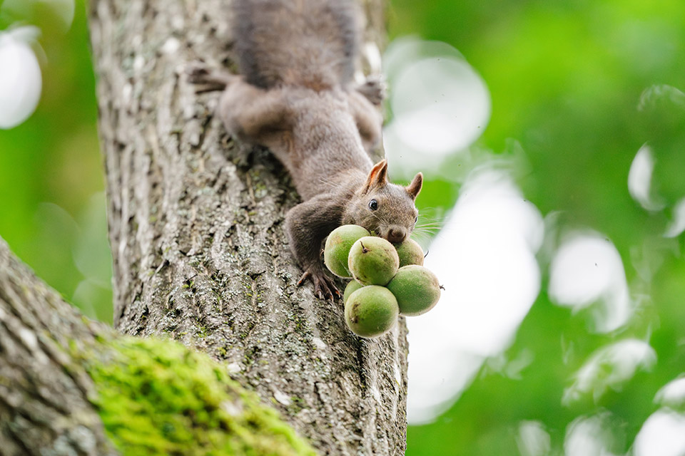 「オクルヒガシカワ」東川町・ひがしかわ観光協会